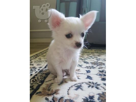 PoulaTo: chow chow προς πώληση.
